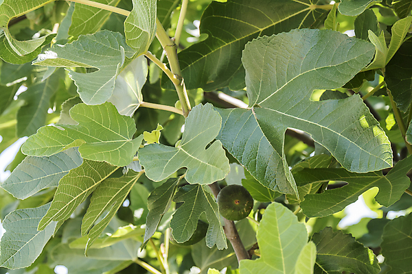 포토 JPG 해외이미지 나무 잎 다이어트 과일 재료 자연 씨앗 사람없음 야외 초록색 여름 파란색 컬러풀 정원 보라색 성장 나뭇가지 신선 그룹 스페인 닫기 달콤 맛 지중해 묘사 유기농 생태계 날것 무화과 내추럴 이국적 평야 해외202004 해외포토 식물 웰빙 계절 유럽 바다 컬러 컨셉 모션 건강 파일형식 이미지허브
