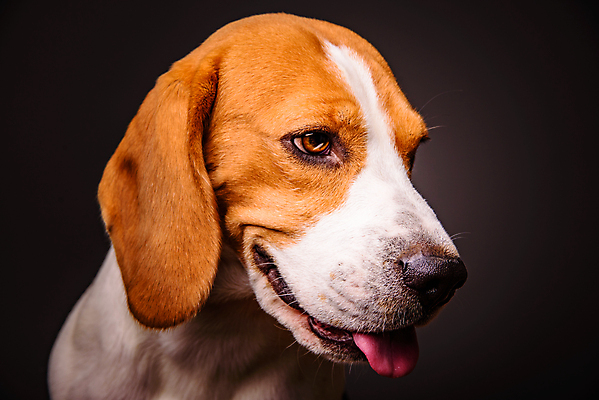 포토 JPG 해외이미지 동물 1 응시 남자 행복 얼굴 백그라운드 포유류 털 성인 사람없음 반려동물 갈색 머리 검은색 흰색 입 개 달콤 혀 순수 사냥개 귀 슛 주둥이 송곳니 고립 기르기 유래 혼자 해외202004 해외포토 시선 감정 컬러 컨셉 사람 신체부위 맛 치아 돌봄 파일형식 이미지허브