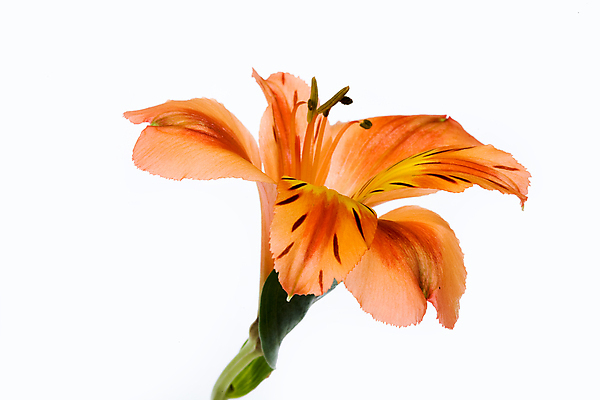 포토 JPG 해외이미지 식물 꽃 문화 꽃다발 백그라운드 자연 미술 사람없음 침묵 닫기 꽃집 오브젝트 고립 구성 해외202004 해외포토 모션 문화예술 상점 소리 생태계 파일형식 이미지허브