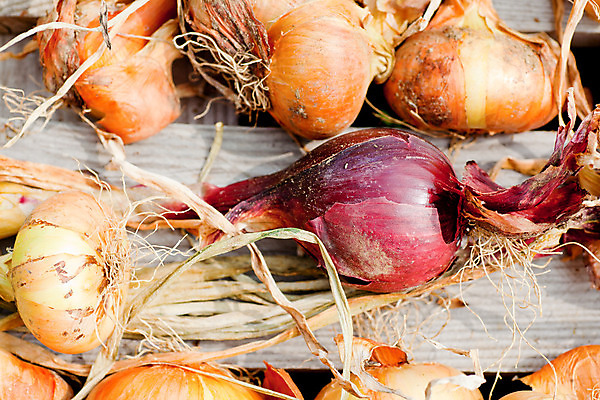 포토 JPG 해외이미지 음식 다이어트 채소 과일 양파 건강 요리 사람없음 맑음 요리사 식사 이탈리아 수확 양념 지중해 먹기 기아 생물학 향 내추럴 바이오 채식주의자 해외202004 해외포토 직업 교육 유럽 바다 농업 모션 날씨 사회이슈 채식 파일형식 이미지허브