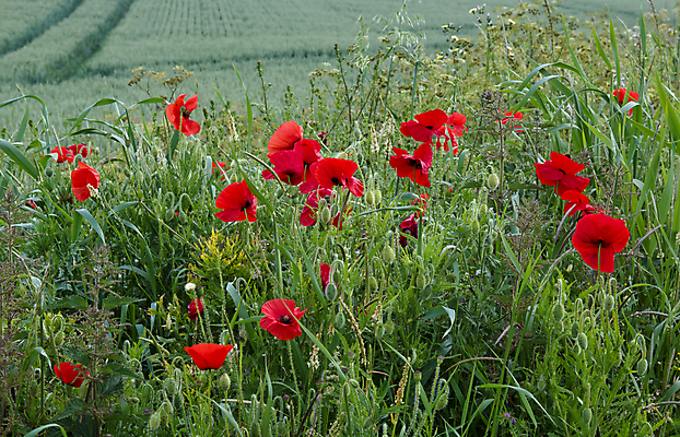포토 JPG 해외이미지 꽃 밭 자연 잉글랜드 사람없음 빨간색 농작물 검은색 들꽃 시골 양귀비 추모 사우스다운스 해외202004 해외포토 식물 컬러 농업 영국 생태계 파일형식 이미지허브
