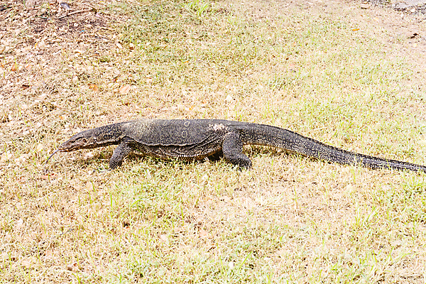 포토 JPG 해외이미지 동물 아시아 야생동물 파충류 태국 자연 생물 동양인 사람없음 물 머리 모니터 용 위험 혀 피부 공룡 도마뱀 발리 육식동물 멸종 거인 이국적 해외202004 해외포토 자연요소 나라 섬 컨셉 인종 신체부위 컴퓨터 입 생태계 인도네시아 파일형식 이미지허브