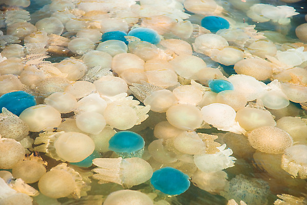 포토 JPG 해외이미지 꽃 호수 바다 섬 종류 어류 사람없음 초록색 물 컬러풀 수중 구멍 해조류 변화 황금 산호 보호 수집 싱크대 생태계 생물학 태평양 암초 젤리 서식지 해파리 생태학 석회암 소금물 인구 해외202004 해외포토 자연요소 식물 교육 컬러 컨셉 디저트 수중동물 암석 해양식물 자포동물 개수대 파일형식 이미지허브