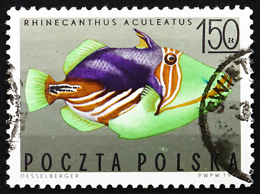 포토 JPG 해외이미지 동물 유럽 종이 바다 통신 자연 기념 어류 취미 사람없음 물 사무실 수중 줄무늬 수확 골동품 구멍 편지 수집 서비스 복고 광택 봉 우표 폴란드 취소 고립 동물상 옛날 이국적 이슈 중고 편지쓰기 해외202004 해외포토 자연요소 나라 무늬 농업 비즈니스 조형물 수중동물 기록 생태계 파일형식 이미지허브