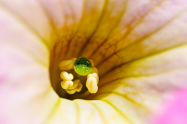 포토 JPG 해외이미지 식물 여자 남자 꽃잎 꽃 분홍색 꽃무늬 자연 세포 사랑 동양인 사람없음 여름 정원 대접 개화 오르간 수분 유혹 원예 꽃가루 꿀 꽃수술 작살 필라멘트 스타일 피튜니아 해외202004 해외포토 계절 감정 컬러 컨셉 무늬 사람 인종 취미 건반악기 가루 생태계 파일형식 이미지허브