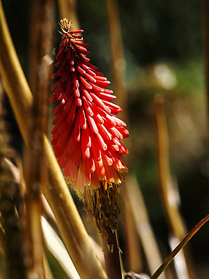 포토 JPG 해외이미지 식물 공원 꽃잎 꽃 호수 섬 잎 꽃무늬 오렌지 자연 산 사람없음 빨간색 초록색 여름 컬러풀 태양 정원 미국 활발 벚꽃 열대우림 묘사 지역 내추럴 강렬 고립 이국적 특별함 파라다이스 해외202004 해외포토 자연요소 계절 공공시설 컬러 컨셉 북아메리카 무늬 과일 숲 생태계 파일형식 이미지허브