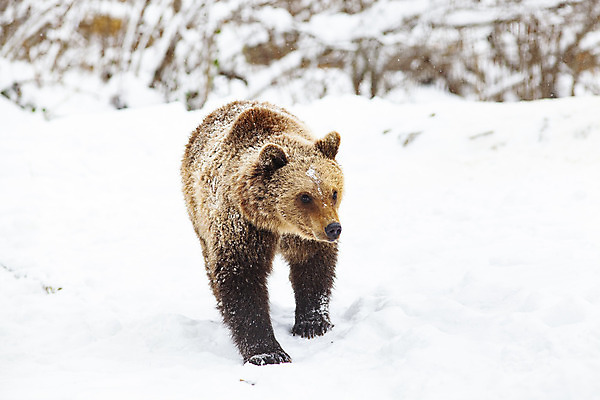 포토 JPG 해외이미지 나무 동물 응시 계절 공원 유럽 야생동물 백그라운드 캐나다 겨울 곰 포유류 자연 털 핀란드 성인 사람없음 야외 갈색 환경 봄 추위 분노 흰색 황무지 저녁 숲 위험 큼 러시아 육식동물 북쪽 멸종 서식지 내추럴 공격적 동물상 해외202004 해외포토 식물 시선 공공시설 감정 나라 컬러 컨셉 북아메리카 북유럽 사람 조형물 야간 크기 방향 생태계 파일형식 이미지허브
