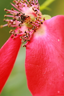포토 JPG 해외이미지 모양 식물 계절 꽃잎 꽃 분홍색 꽃다발 백그라운드 잎 꽃무늬 자연 건조 발렌타인데이 사랑 사람없음 야외 장식 빨간색 초록색 여름 컬러풀 햇빛 장미 우주 정원 맑음 활발 벚꽃 축하 신선 생일 개화 싱글 원예 내추럴 옛날 해외202004 해외포토 기념일 감정 컬러 컨셉 무늬 데이이벤트 날씨 취미 태양 생태계 파일형식 이미지허브