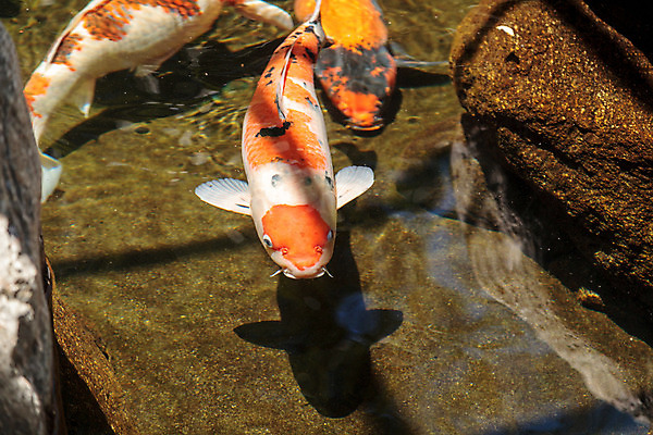 포토 JPG 해외이미지 어류 사람없음 물 정원 일본 미국 연못 먹이 잉어 해외202004 해외포토 자연요소 아시아 북아메리카 수중동물 파일형식 이미지허브