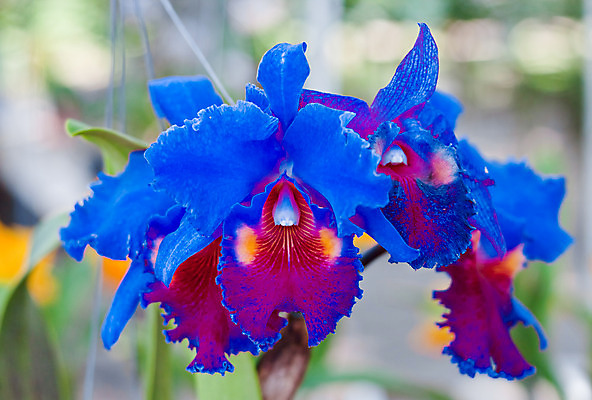 포토 JPG 해외이미지 식물 디자인 꽃잎 꽃 분홍색 꽃다발 잎 꽃무늬 패턴 자연 사람없음 장식 여름 환경 정원 보라색 봄 벚꽃 흰색 나뭇가지 시골 난초 우아함 닫기 배열 제비꽃 보케 향 내추럴 해외202004 해외포토 나무 계절 컬러 컨셉 무늬 모션 생태계 파일형식 이미지허브