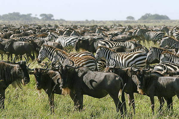 포토 JPG 해외이미지 동물 야생동물 밭 아프리카 자연 휴가 따뜻함 국립공원 사람없음 뜨거움 사파리 얼룩말 케냐 세렝게티 탄자니아 해외202004 해외포토 공원 나라 농업 말_동물 생태계 파일형식 이미지허브