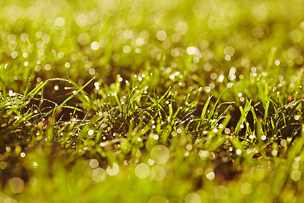 포토 JPG 해외이미지 식물 계절 백그라운드 잎 패턴 자연 아침 잔디 사람없음 야외 초록색 물 여름 환경 봄 젖음 흐름 성장 물방울 신선 액체 칼날 이슬 작음 빗방울 장면 전경 해외202004 해외포토 주간 자연요소 컬러 컨셉 무늬 풍경 비_날씨 크기 생태계 파일형식 탑뷰 이미지허브