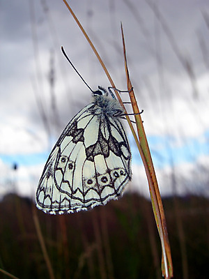 포토 JPG 해외이미지 식물 꽃 실루엣 나비 곤충 백그라운드 잎 농업 날개 오렌지 자연 하늘 날씨 그림자 사람없음 장식 빨간색 초록색 여름 파란색 빛 햇빛 검은색 페인트 줄무늬 작음 제비꽃 오브젝트 싱글 생태계 데이지 꽃가루 자작나무 정맥 남쪽 해외202004 해외포토 나무 동물 계절 산업 컬러 무늬 과일 촬영기법 태양 크기 가루 방향 혈관 파일형식 이미지허브