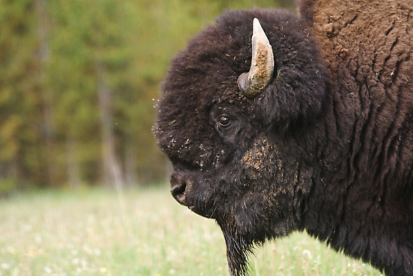 포토 JPG 해외이미지 주간 야생동물 여행 뿔 사람없음 야외 옆모습 가로 미국 위험 황소 와이오밍 해외202004 해외포토 자연요소 동물 뷰포인트 컨셉 북아메리카 소 파일형식 이미지허브