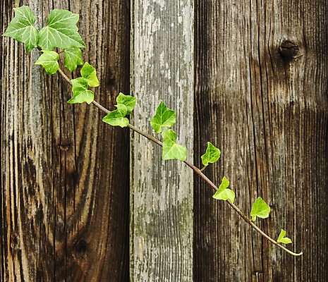 포토 JPG 해외이미지 식물 외관 선 백그라운드 잎 패턴 표면 추상 건조 사람없음 목재 장식 초록색 갈색 어둠 거친 자르기 질감 아이비 잡동사니 내추럴 옛날 노화 해외202004 해외포토 나무 컬러 컨셉 무늬 재료 모션 파일형식 이미지허브