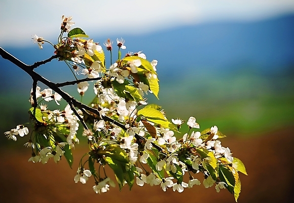 포토 JPG 해외이미지 나무 식물 계절 공원 꽃잎 꽃 백그라운드 잎 꽃무늬 자연 하늘 풍경 사람없음 야외 초록색 파란색 컬러풀 환경 정원 맑음 봄 성장 벚꽃 흰색 나뭇가지 시골 신선 개화 체리 닫기 4월 묘사 원예 부드러움 내추럴 해외202004 해외포토 공공시설 컬러 무늬 과일 모션 날씨 취미 감각 날짜 생태계 파일형식 이미지허브