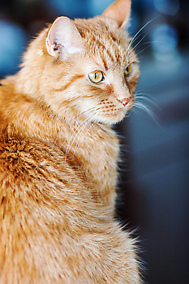 포토 JPG 해외이미지 동물 1 응시 남자 얼굴 포유류 수염 털 사람없음 빨간색 반려동물 노란색 머리 고양이 듣기 관찰 모피 콧수염 코 솜털 생강 노려봄 되감기 옛날 주목 해외202004 해외포토 시선 컬러 채소 모션 표정 사람 신체부위 파일형식 이미지허브
