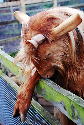 포토 JPG 해외이미지 동물 남자 컨셉 포유류 염소 수염 털 뿔 사람없음 울타리 농장 소 악마 수줍음 귀 반추동물 해외202004 해외포토 감정 농업 사람 신체부위 담장 파일형식 이미지허브