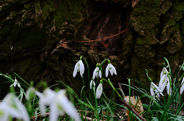 포토 JPG 해외이미지 식물 계절 꽃 분홍색 꽃다발 밭 자연 휴식 부활절 선물 사랑 사람없음 야외 초록색 빛 컬러풀 햇빛 태양 장미 노란색 정원 봄 성장 흰색 신선 우아함 제비꽃 데이지 향기 아로마 천국 해외202004 해외포토 자연요소 기념일 감정 컬러 컨셉 농업 생태계 냄새 파일형식 이미지허브