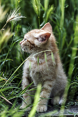 포토 JPG 해외이미지 동물 응시 계절 행복 어린이 포유류 자연 놀이 친절 수염 사랑 사람없음 파란색 반려동물 달리기 평화 고양이 봄 활발 에너지 자유 탐험 게임 시골 작음 무서움 모피 탈출 호기심 부드러움 발견 숨김 무료 동정 해외202004 해외포토 시선 감정 컬러 컨셉 모션 사람 감각 크기 생태계 파일형식 이미지허브