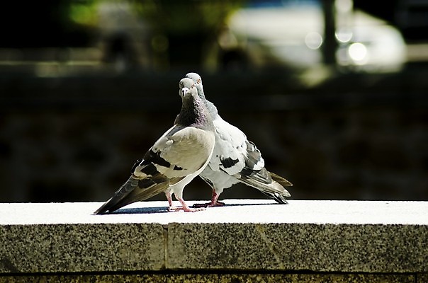 포토 JPG 해외이미지 동물 응시 야생동물 분홍색 백그라운드 2 날개 자연 조류 함께함 서기 앉기 사람없음 빨간색 초록색 파란색 머리 회색 분노 쌍 원형 닫기 깃털 호기심 비둘기 꼬리 숨김 나쁜 발톱 해외202004 해외포토 도형 시선 감정 컬러 컨셉 모션 발 신체부위 생태계 파일형식 이미지허브