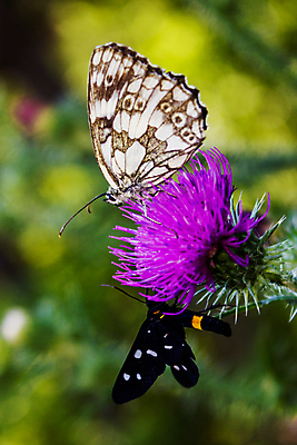 포토 JPG 해외이미지 식물 꽃잎 꽃 야생동물 여행 나비 곤충 백그라운드 꽃무늬 날개 오렌지 자연 벽지 사람없음 야외 초록색 컬러풀 태양 정원 봄 벚꽃 닫기 벌레 은색 묘사 꿀 내추럴 동물상 이국적 취급주의 해외202004 해외포토 자연요소 동물 계절 컬러 무늬 과일 모션 경고 조형물 생태계 파일형식 이미지허브