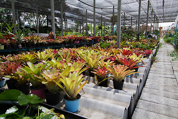 포토 JPG 해외이미지 나무 식물 꽃 행복 아시아 백그라운드 잎 꽃무늬 태국 자연 미술 사람 동양인 사람없음 장식 빨간색 초록색 조각상 노란색 검은색 성장 묘사 명상 뿌리 신앙심 해외202004 해외포토 감정 나라 컬러 무늬 문화예술 인종 조형물 생태계 파일형식 이미지허브