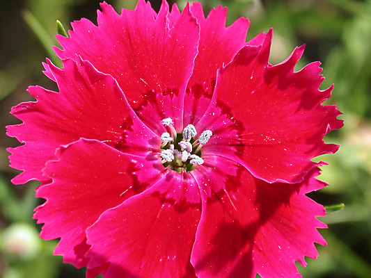 포토 JPG 해외이미지 꽃 자연 사람없음 환경 정원 해외202004 해외포토 식물 생태계 파일형식 이미지허브