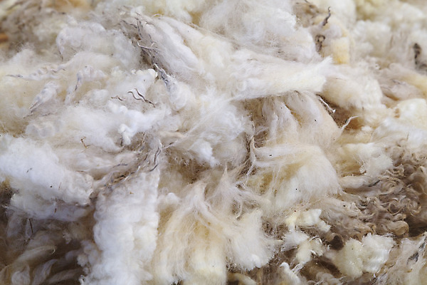 포토 JPG 해외이미지 동물 산업 백그라운드 컨셉 패턴 농업 자연 추상 털 따뜻함 사람없음 농장 쌓기 흰색 직물 양 뜨개질 닫기 자르기 피부 묘사 유기농 질감 날것 부드러움 섬유 솜털 양고기 내추럴 양모 양털 필라멘트 핸드메이드 해외202004 해외포토 웰빙 컬러 무늬 포유류 모션 육류 취미 신체부위 감각 생태계 파일형식 이미지허브