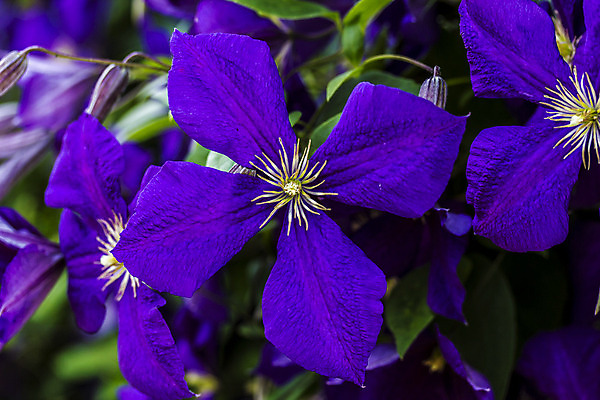 포토 JPG 해외이미지 식물 계절 꽃잎 꽃 유럽 자연 독일 사람없음 초록색 여름 파란색 벚꽃 제비꽃 꽃가루 꽃수술 해외202004 해외포토 나라 컬러 가루 생태계 파일형식 이미지허브