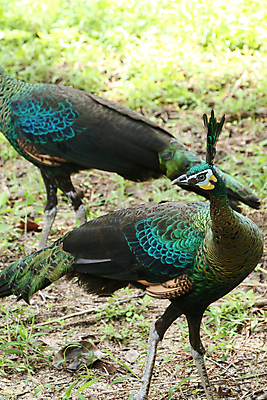 포토 JPG 해외이미지 나무 동물 1 야생동물 백그라운드 잎 오렌지 노래 자연 조류 휴식 종류 앉기 사람없음 야외 빨간색 초록색 여름 파란색 우주 봄 회색 바위 흰색 나뭇가지 공작 묘사 싱글 생물학 서식지 생태학 해외202004 해외포토 식물 계절 교육 음악 컬러 컨셉 과일 모션 돌_바위 생태계 파일형식 이미지허브