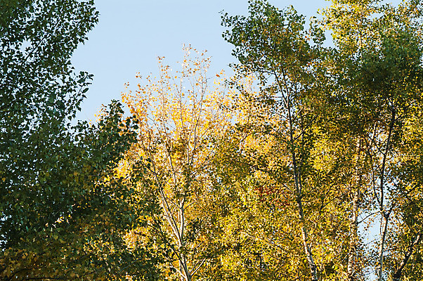 포토 JPG 해외이미지 나무 식물 계절 공원 길 여행 백그라운드 단풍 잎 오렌지 자연 풍경 사람없음 야외 목재 초록색 여름 빛 햇빛 태양 갈색 노란색 환경 맑음 일몰 봄 안개 성장 광선 가을 나뭇가지 시골 황금 숲 장면 10월 내추럴 삼림지대 해외202004 해외포토 자연요소 공공시설 컬러 과일 재료 날씨 노을 날짜 생태계 파일형식 이미지허브