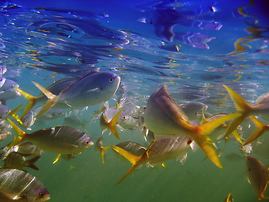 포토 JPG 해외이미지 동물 야생동물 스포츠 바다 분홍색 여행 학교 관계 자연 휴가 어류 풍경 사람없음 야외 초록색 물 파란색 컬러풀 머리 평화 우주 바닷속 수중 탐험 껍질 산호 거북이 호주 큼 다이빙 소금 암초 병정 반구 남쪽 스펀지 내추럴 소금물 해외202004 해외포토 자연요소 교육 컬러 컨셉 파충류 신체부위 수영 수중동물 원형 오세아니아 자포동물 크기 방향 생태계 수중스포츠 파일형식 이미지허브