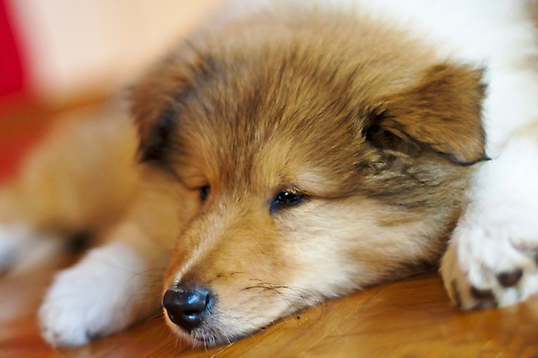 포토 JPG 해외이미지 포옹 사람없음 자녀 개 달콤 만족 부드러움 해외202004 해외포토 감정 포유류 안기 감각 맛 파일형식 이미지허브