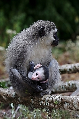 포토 JPG 해외이미지 나무 동물 얼굴 야생동물 어린이 포유류 아프리카 자연 엄마 생물 털 사람없음 초록색 검은색 원숭이 아기 신생아 달콤 숲 작음 유인원 내추럴 해외202004 해외포토 식물 나라 컬러 가족 사람 신체부위 맛 크기 생태계 파일형식 이미지허브