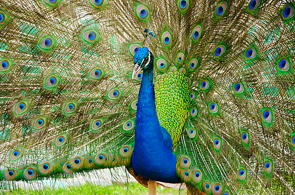 포토 JPG 해외이미지 동물 남자 야생동물 백그라운드 패턴 자연 조류 사람없음 가로 초록색 파란색 컬러풀 머리 활발 우아함 공작 전시회 깃털 꼬리 부리 목 보여주기 꿩 수탉 멀티 웅장함 터키석 해외202004 해외포토 컬러 컨셉 무늬 모션 사람 신체부위 전시 닭 보석 수컷 생태계 파일형식 이미지허브