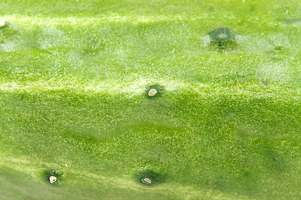 포토 JPG 해외이미지 식물 음식 백그라운드 채소 과일 자연 오이 건강 사람없음 초록색 식사 수확 신선 맛 오브젝트 유기농 날것 성분 숙성 채식주의자 해외202004 해외포토 웰빙 컬러 컨셉 농업 생태계 채식 파일형식 이미지허브