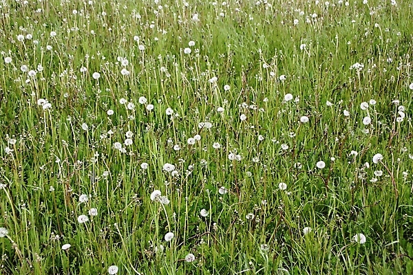 포토 JPG 해외이미지 꽃 밭 공 자연 추상 씨앗 잔디 사람없음 원형 민들레 부드러움 땅바닥 평야 해외202004 해외포토 도형 식물 무늬 농업 바닥 감각 생태계 파일형식 이미지허브
