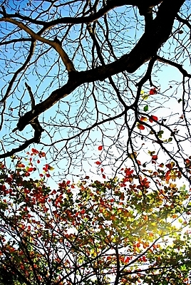 포토 JPG 해외이미지 나무 여행 백그라운드 겨울 태국 자연 하늘 휴가 불꽃 조명 풍경 사람없음 빨간색 초록색 파란색 빛 컬러풀 가을 시간 분위기 숲 묘사 만족 장면 내추럴 해외202004 해외포토 식물 계절 감정 아시아 컬러 컨셉 불 생태계 파일형식 이미지허브