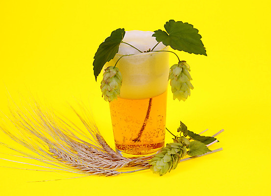 포토 JPG 해외이미지 잎 유리 건조 맥주 주류 사람없음 노란색 거품 큼 허브 가득함 귀 원뿔 흙더미 호밀 해외202004 해외포토 도형 식물 음료 컬러 재질 곡류 신체부위 흙 크기 파일형식 더미 이미지허브