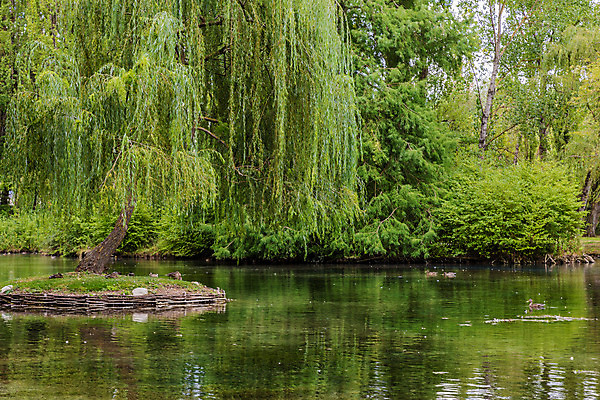 포토 JPG 해외이미지 나무 식물 계절 공원 호수 여행 백그라운드 잎 자연 벽지 휴가 휴식 파노라마 풍경 사람없음 초록색 물 강 봄 버드나무 생태학 해외202004 해외포토 자연요소 공공시설 교육 컬러 컨셉 촬영기법 생태계 파일형식 이미지허브