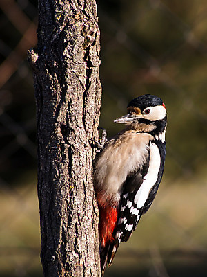 포토 JPG 해외이미지 나무 동물 여자 남자 유럽 야생동물 자연 조류 사람없음 목재 컬러풀 점 둥지 숲 큼 먹이 깃털 부리 해외202004 해외포토 식물 나라 컬러 재료 사람 크기 생태계 파일형식 이미지허브