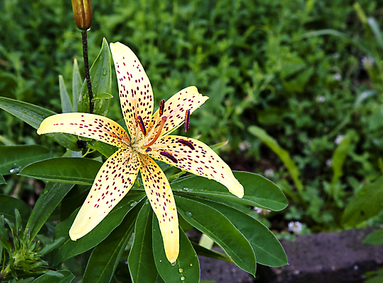 포토 JPG 해외이미지 식물 꽃잎 꽃 백그라운드 꽃무늬 자연 새로움 사람없음 야외 초록색 물 여름 컬러풀 노란색 정원 활발 젖음 무대 벚꽃 물방울 시골 신선 개화 호랑이 우아함 백합 빗방울 싱글 유기농 원예 내추럴 강렬 꽃수술 이국적 해외202004 해외포토 자연요소 웰빙 계절 컬러 컨셉 무늬 포유류 취미 비_날씨 생태계 파일형식 이미지허브