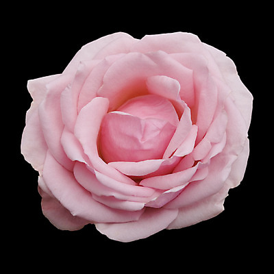 포토 JPG 해외이미지 식물 꽃잎 꽃 클리핑패스 분홍색 백그라운드 꽃무늬 자연 발렌타인데이 사랑 사람없음 여름 컬러풀 장미 검은색 고립 해외202004 해외포토 계절 감정 컬러 무늬 데이이벤트 생태계 파일형식 이미지허브