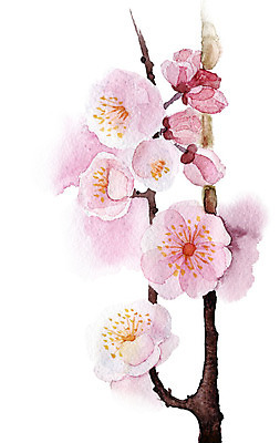 JPG 해외이미지 식물 꽃 꽃다발 일러스트 텍스트 붓터치 수채화 사람없음 스파 체리 그림 번짐 살구 효과 해외202004 해외일러스트 과일 파일형식 이미지허브