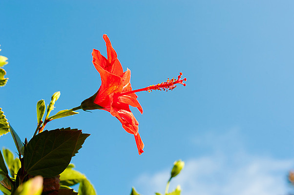 포토 JPG 해외이미지 주간 잎 자연 하늘 사람없음 야외 빨간색 히비스커스 해외202004 해외포토 자연요소 식물 꽃 컬러 생태계 파일형식 이미지허브