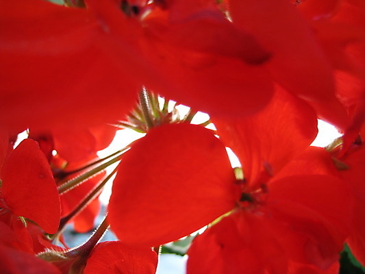 포토 JPG 해외이미지 식물 동물 열매 꽃 분홍색 곤충 과일 자연 사람없음 빨간색 초록색 여름 파란색 노란색 보라색 봄 체리 해외202004 해외포토 계절 컬러 생태계 파일형식 이미지허브
