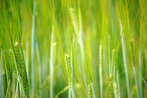 포토 JPG 해외이미지 식물 꽃 줄기 밭 농업 사람없음 초록색 농작물 신선 낟알 보리 귀 밭일 해외202004 해외포토 산업 컬러 곡류 신체부위 파일형식 이미지허브