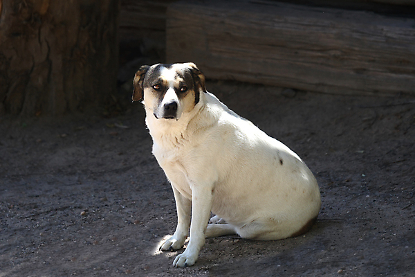 포토 JPG 해외이미지 동물 응시 포유류 자연 친절 털 경비 사람없음 반려동물 목장 양치기 개 강아지 모피 손목시계 육식동물 송곳니 경보 동반자 섞기 충실 해외202004 해외포토 직업 시선 시계 장신구 안전 치아 보호 생태계 파일형식 이미지허브