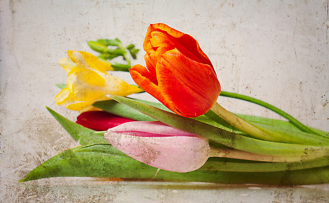 포토 JPG 해외이미지 디자인 계절 꽃잎 꽃 종이 벽 꽃다발 백그라운드 잎 꽃무늬 일러스트 자연 추상 미술 사람없음 여름 갈색 우주 정원 봄 튤립 수확 벚꽃 다발 그림 질감 복고 캔버스 그런지 양피지 옛날 해외202004 해외포토 식물 컬러 무늬 농업 문화예술 생태계 파일형식 이미지허브